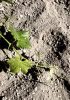 particolare-terreno